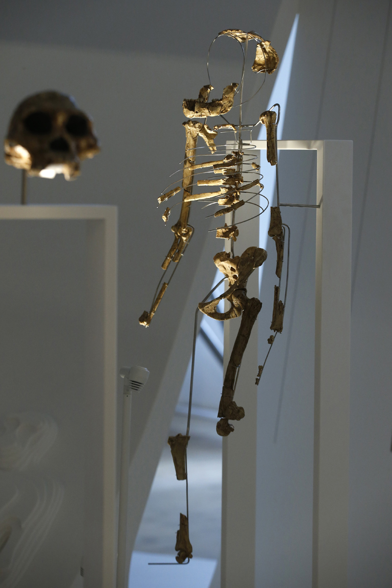 Restos del esquelto de Lucy expuestos en el Museo del Hombre de París / Fotografía: Getty Images