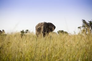 Elefante en Murchison Falls Park